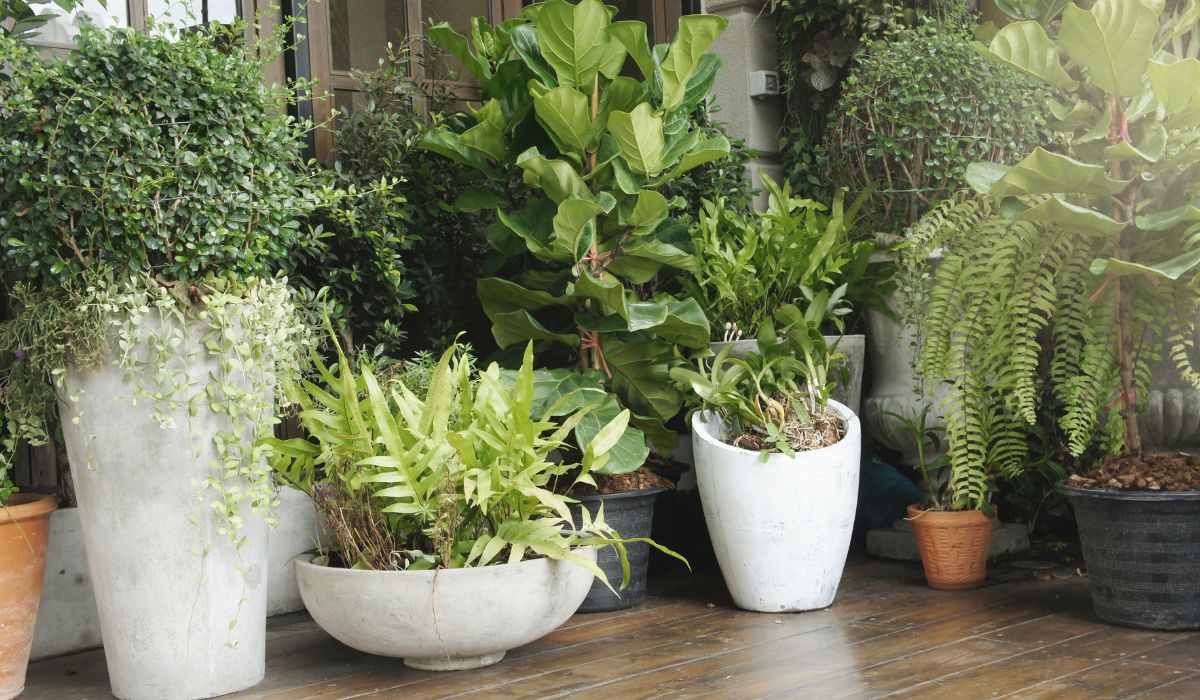 Helpful Hints For Choosing Plants For Your Space